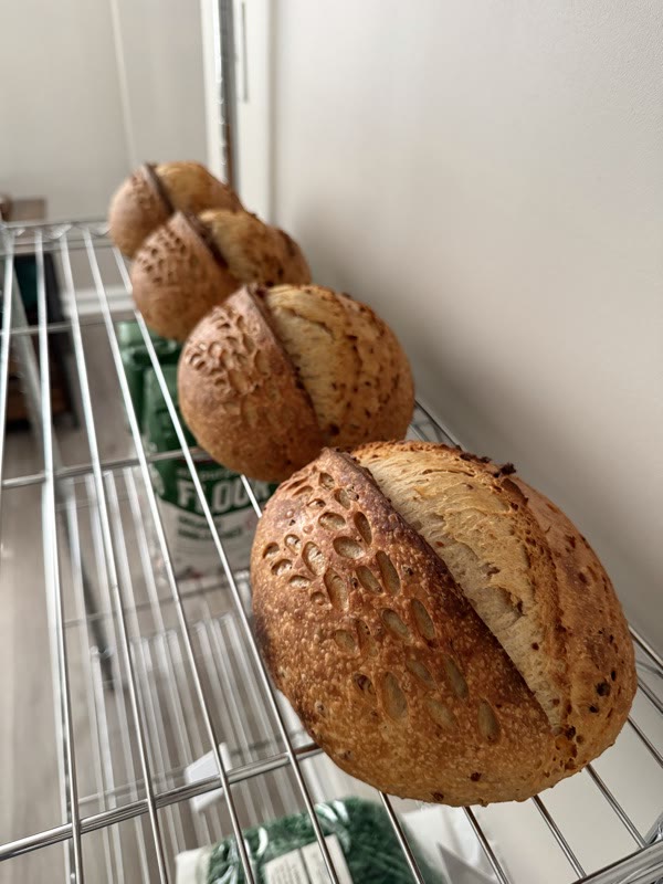 A batch of sourdough loaves cooling on the rack