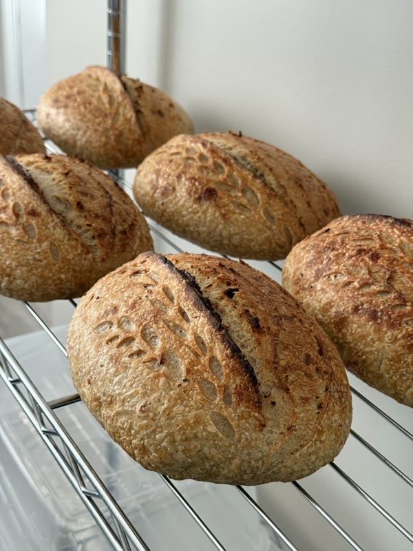 A rack of sourdough loaves cooling after the bake